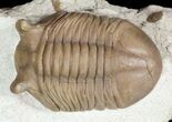 Asaphus Punctatus Trilobite - Russia #46015-3
